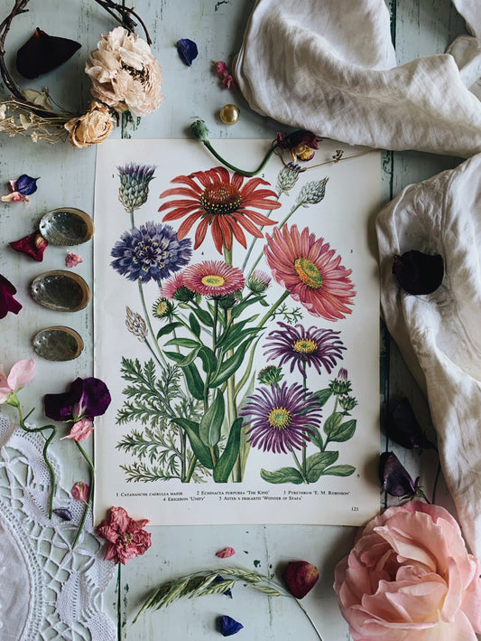 Vintage 1960’s Floral Bookplate ~ echinacea