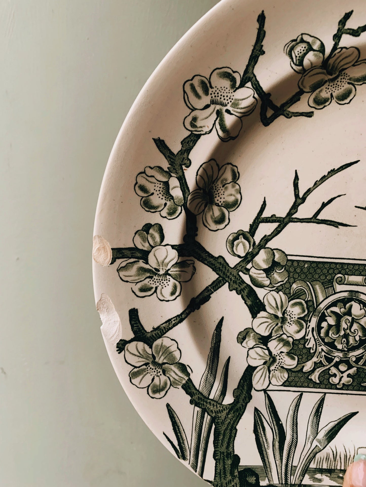 Rare 1800’s Antique R.H.S Pandora Birds & Bloom Green Plate