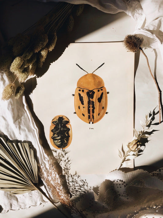 Antique Beetle Illustration Bookplate No 2