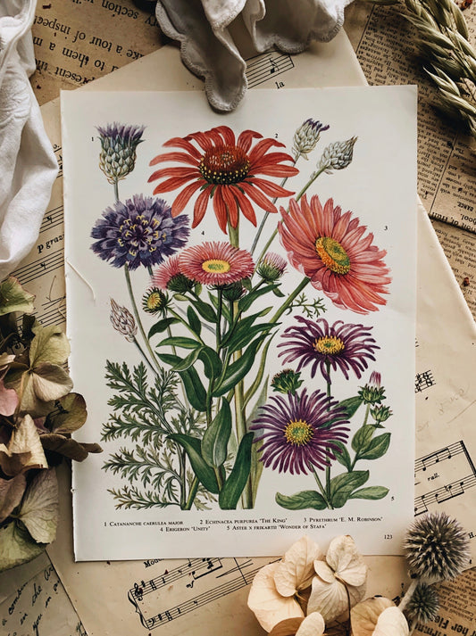 Vintage 1960’s Floral Bookplate ~ Echinacea