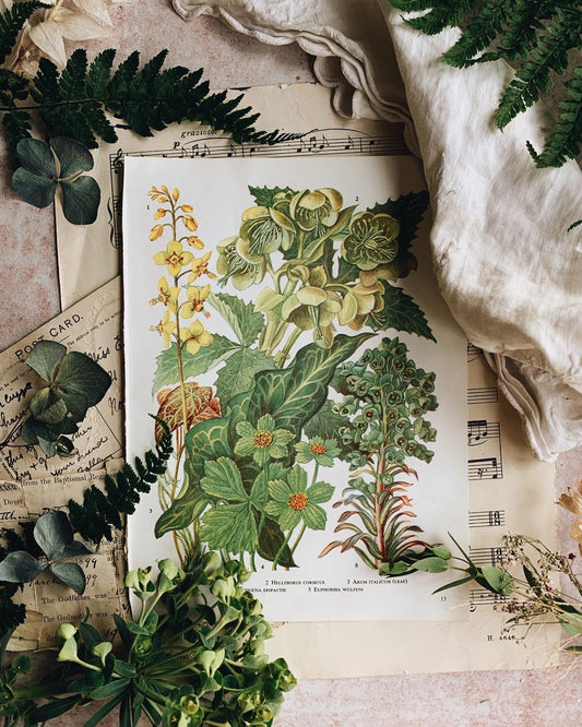 Vintage 1960’s Floral Bookplate ~ helleborus