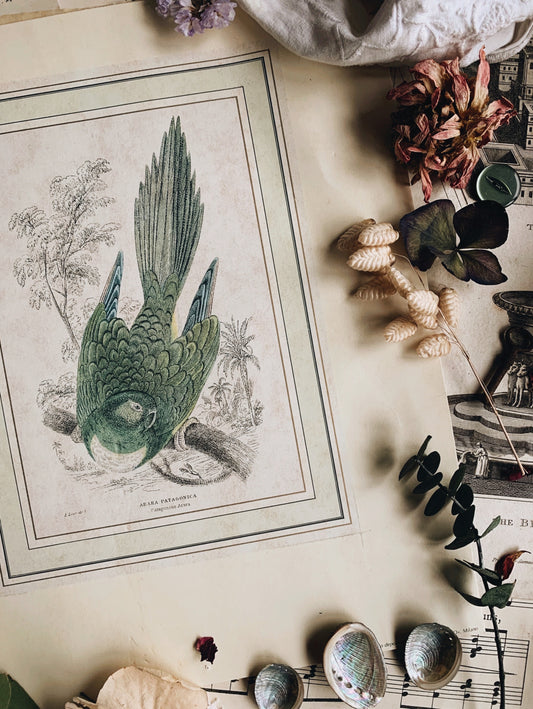 Antique Bird Print