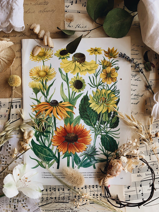 Vintage 1960’s Floral Bookplate ~ Helenium