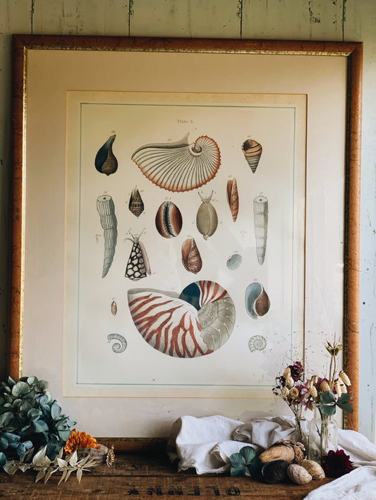 Large Vintage Shell Plate Print ( conchologist ) UK SHIPPING ONLY FRAGILE