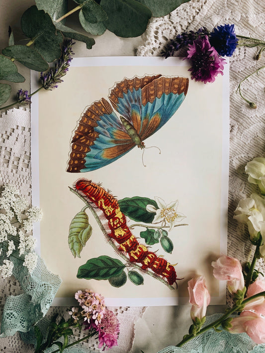 Vintage Style Butterfly Print