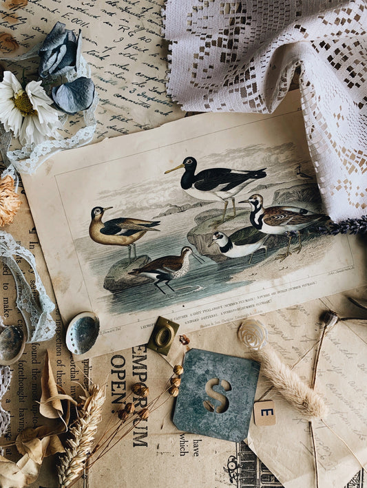 Antique late 1800’s Plumage Bookplate