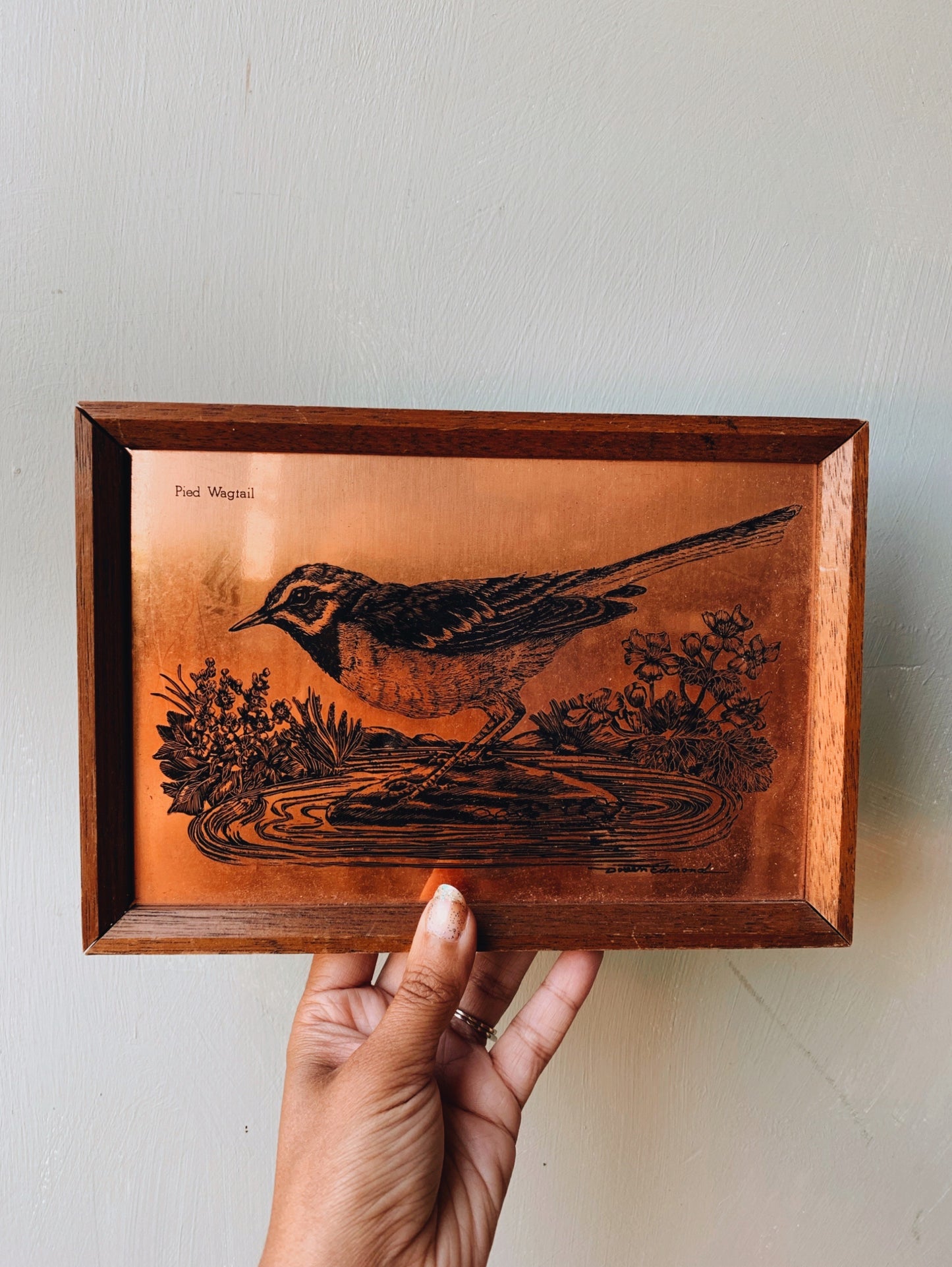 Vintage Copper Pied Wagtail Artwork