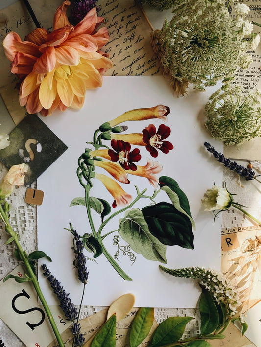 Vintage Style Botanic Print