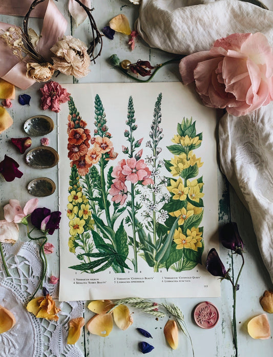 Vintage 1960’s Verbascum Bookplate