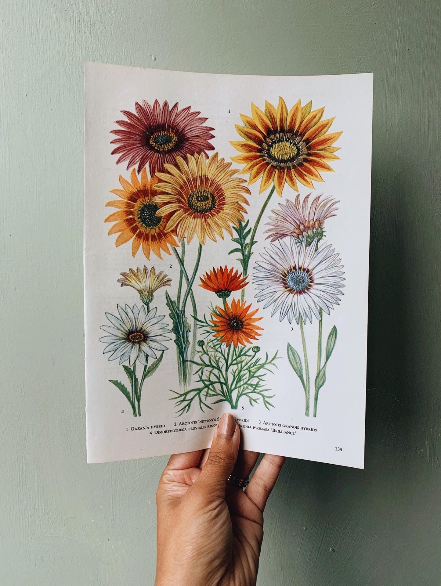 Vintage 1960’s Gazania Floral Bookplate