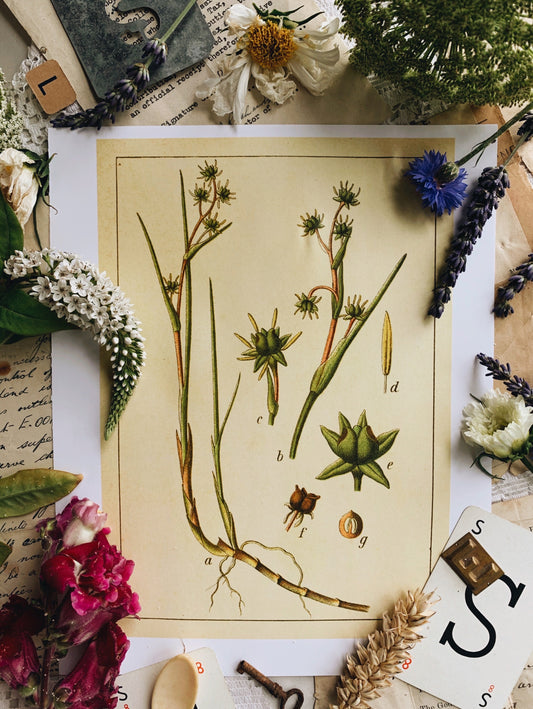 Vintage Style Botanic Print