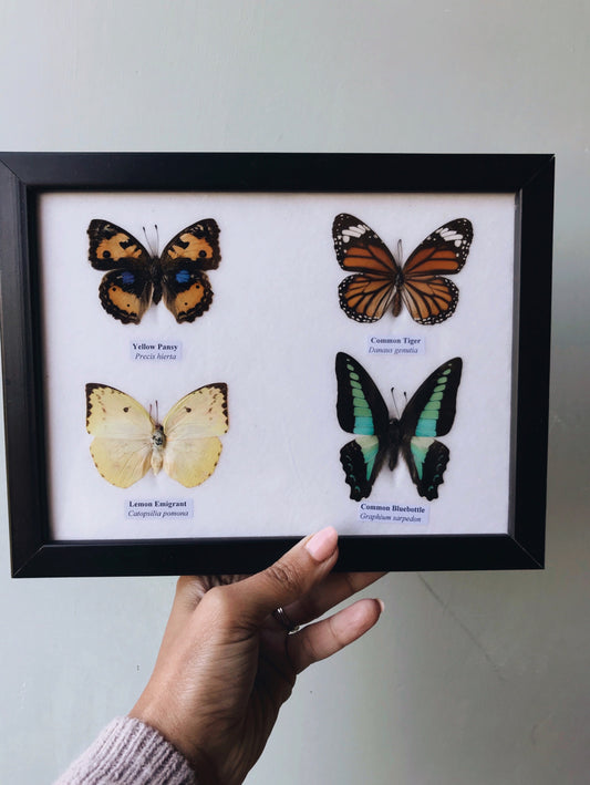 Four Taxidermy Butterflies in Frame - Stone & Sage 