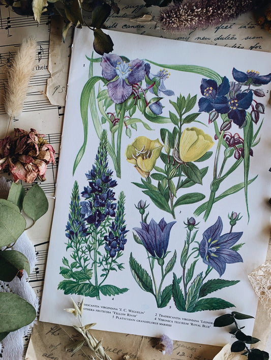 Vintage 1960’s Floral Bookplate ~ Royal Blue