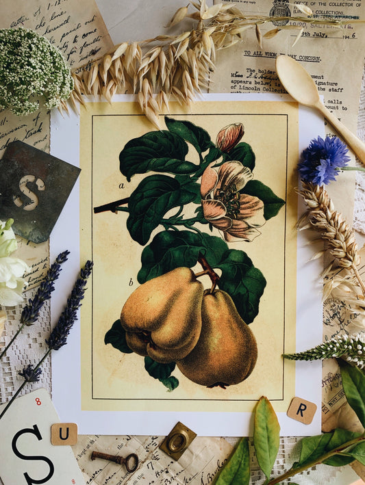 Vintage Style Botanic Fruit Print