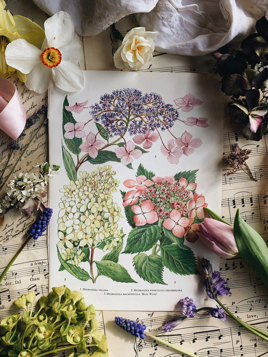 Vintage 1960’s Floral Bookplate ~ hydrangea