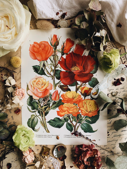 Vintage 1960’s Bookplate ~ Rose 5
