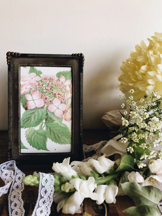 1920s Vintage Frame and Hydrangea Bookplate - Stone & Sage 