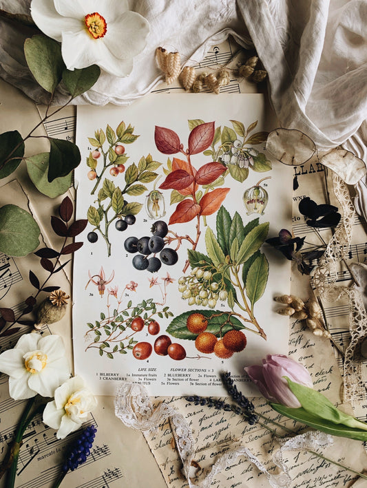 Vintage 1960’s Bookplate ~ cranberry / blueberry
