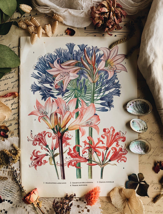 Vintage 1960’s Floral Bookplate ~ Agapanthus