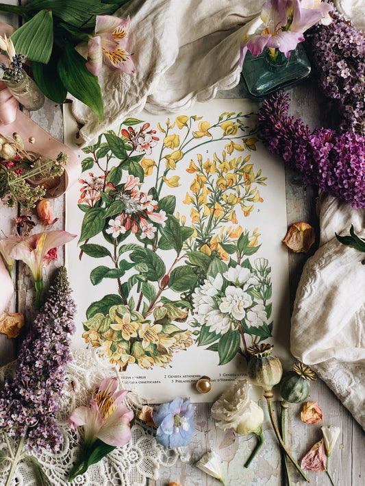 Vintage 1960’s Garden Flower Bookplate ~ Genista