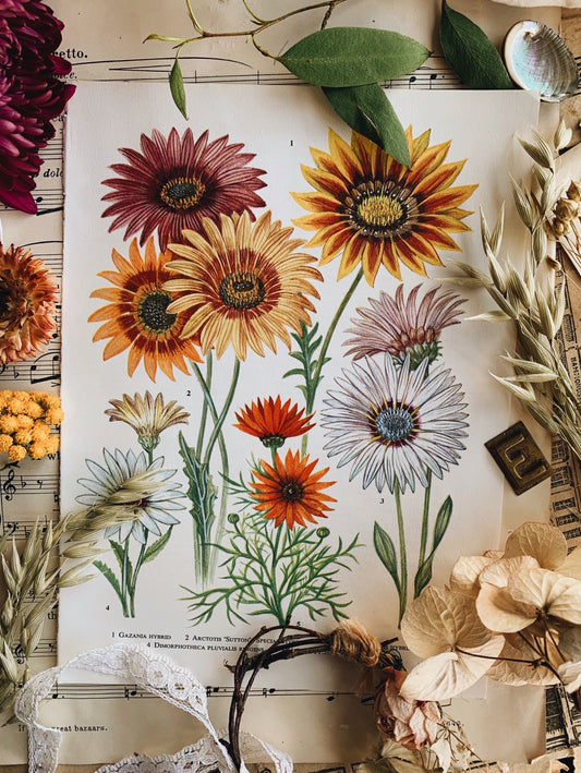 Vintage 1960’s Floral Garden Bookplate ~ Gazania