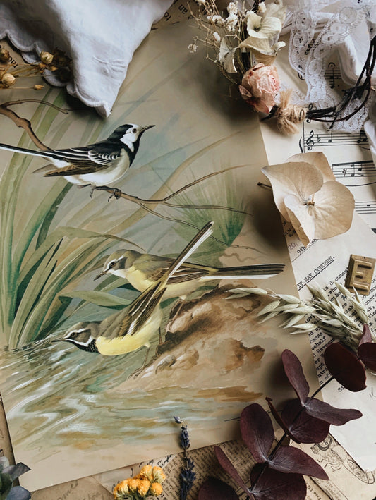 Vintage 1960’s Bird Print 3