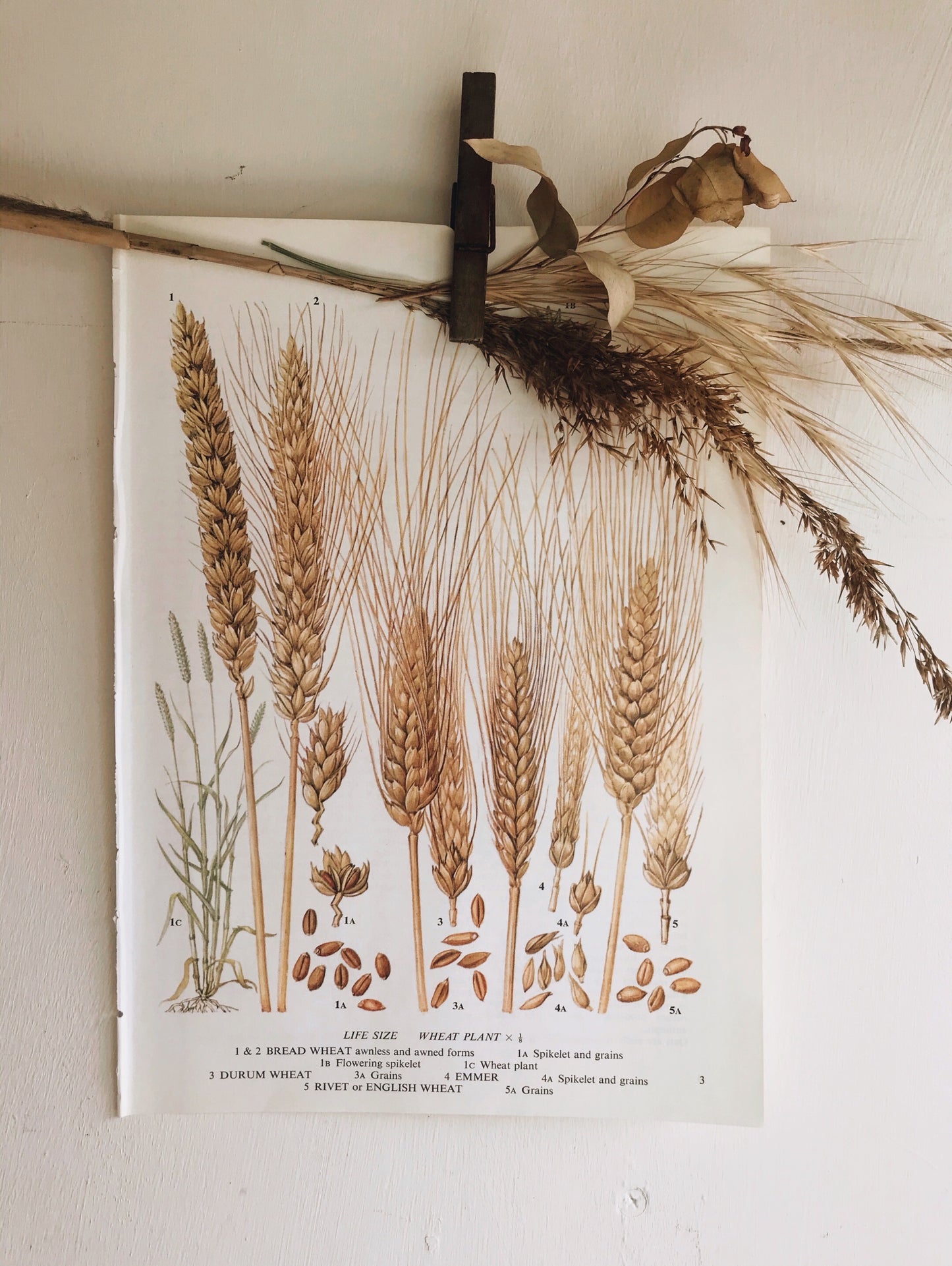 Vintage Wheat Bookplate Illustration