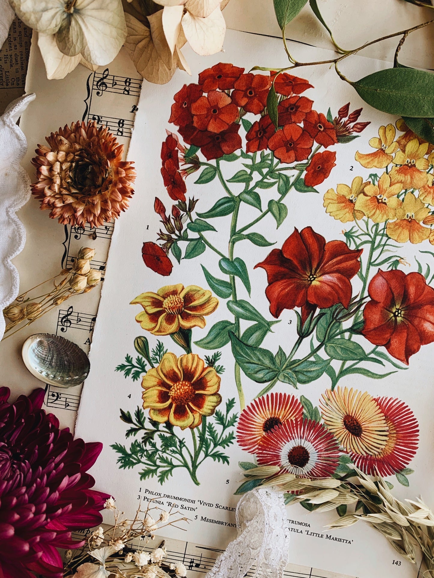 Vintage 1960’s Floral Garden Bookplate ~ Petunia