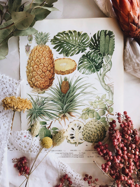 Vintage 1960’s Pineapple Bookplate