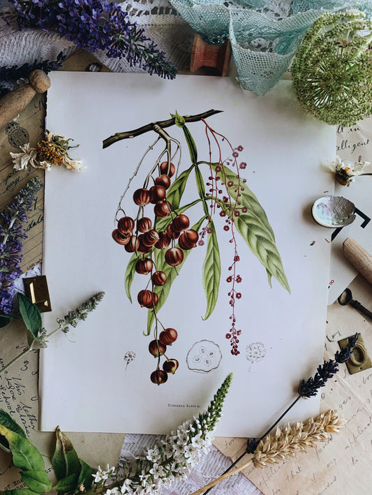 Vintage Style Botanic Print