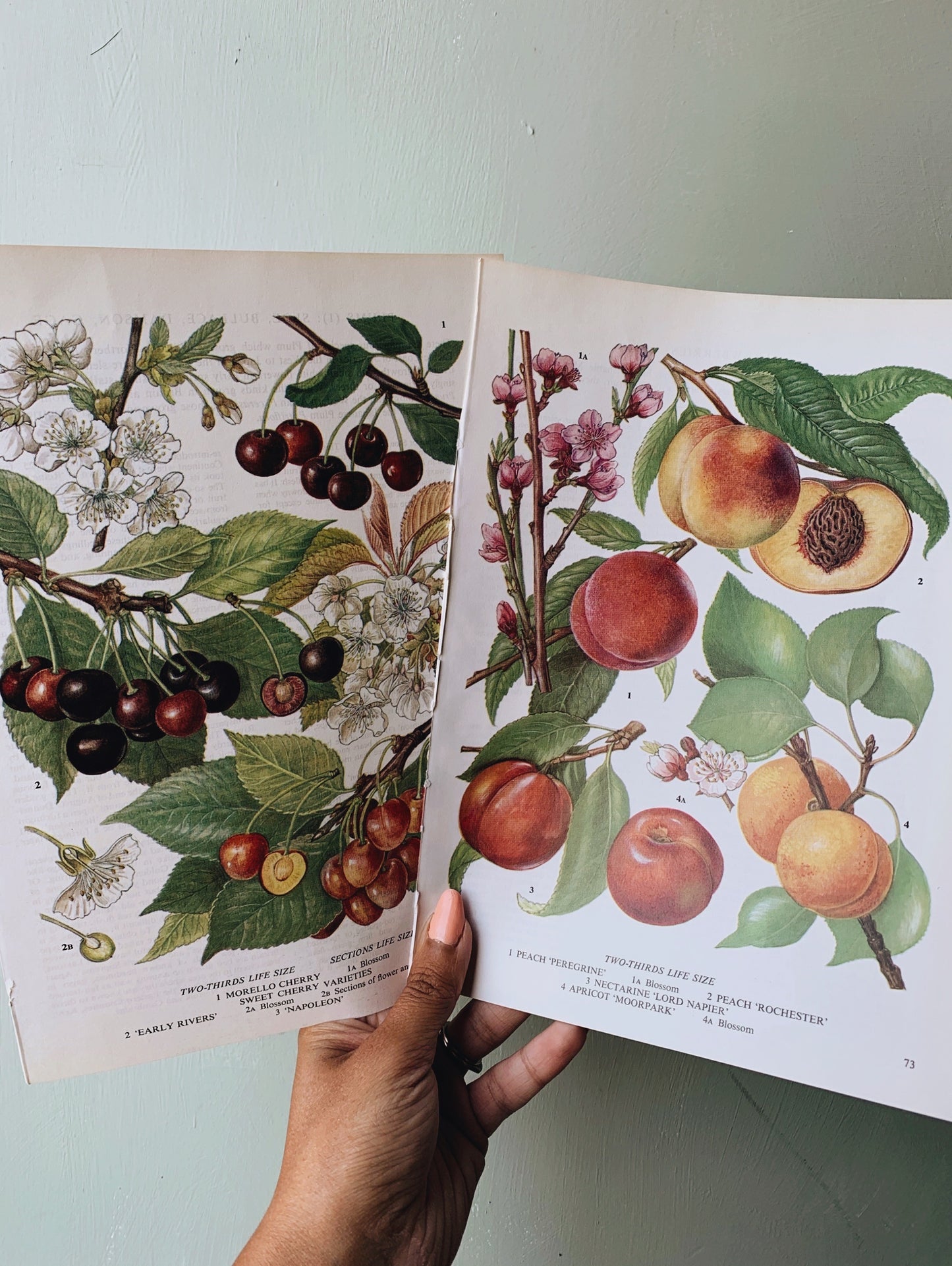 Vintage Peach & Cherry Summer Bookplates