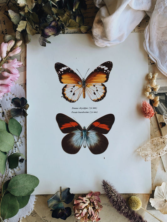 Vintage 1960’s Lithograph Butterfly Print
