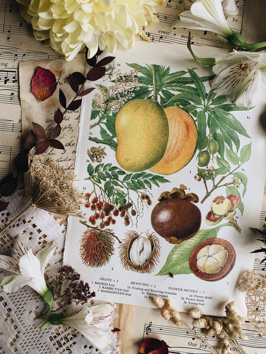 Vintage 1960’s Mango Bookplate