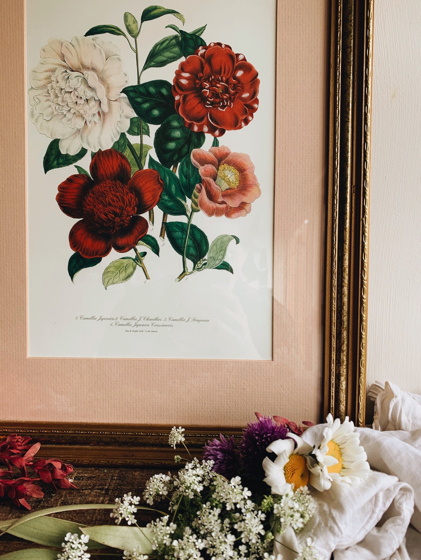 Framed Vintage Day and Haghe Lithograph Camellia (UK SHIPPING ONLY)