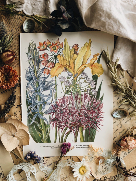 Vintage 1960’d Floral Bookplate ~ Allium