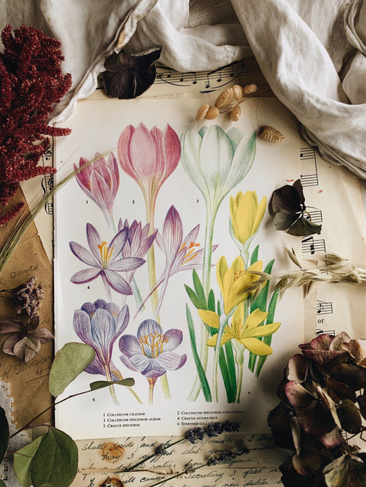 Vintage 1960’s Floral Bookplate ~ crocus