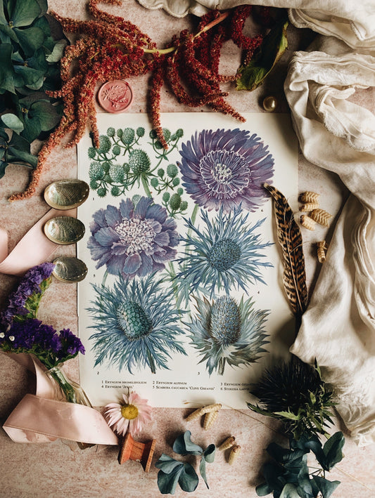 Vintage 1960’s Thistle Floral Bookplate