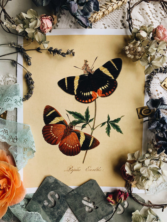 Vintage Style Butterfly Print