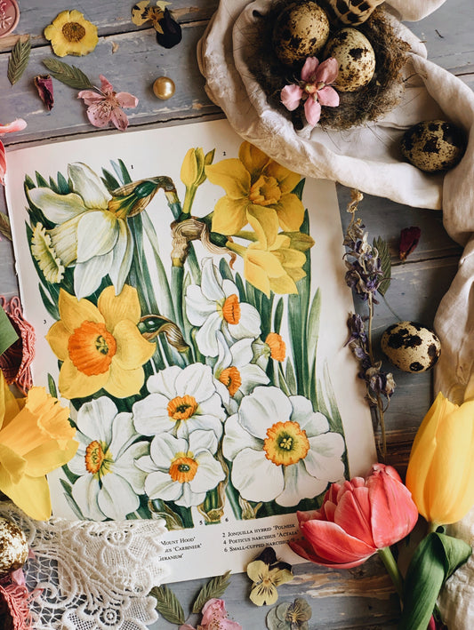 Vintage 1960’s Daffodil Bookplate