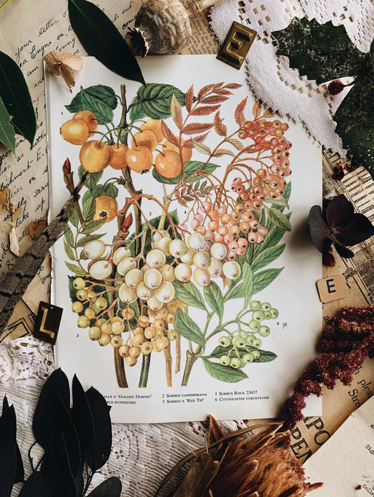 Vintage 1960’s Sorbus Bookplate