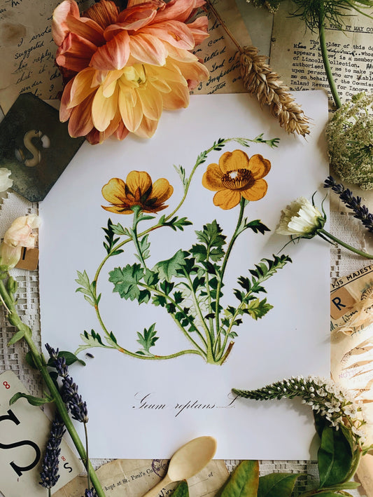 Vintage Style Botanic Print