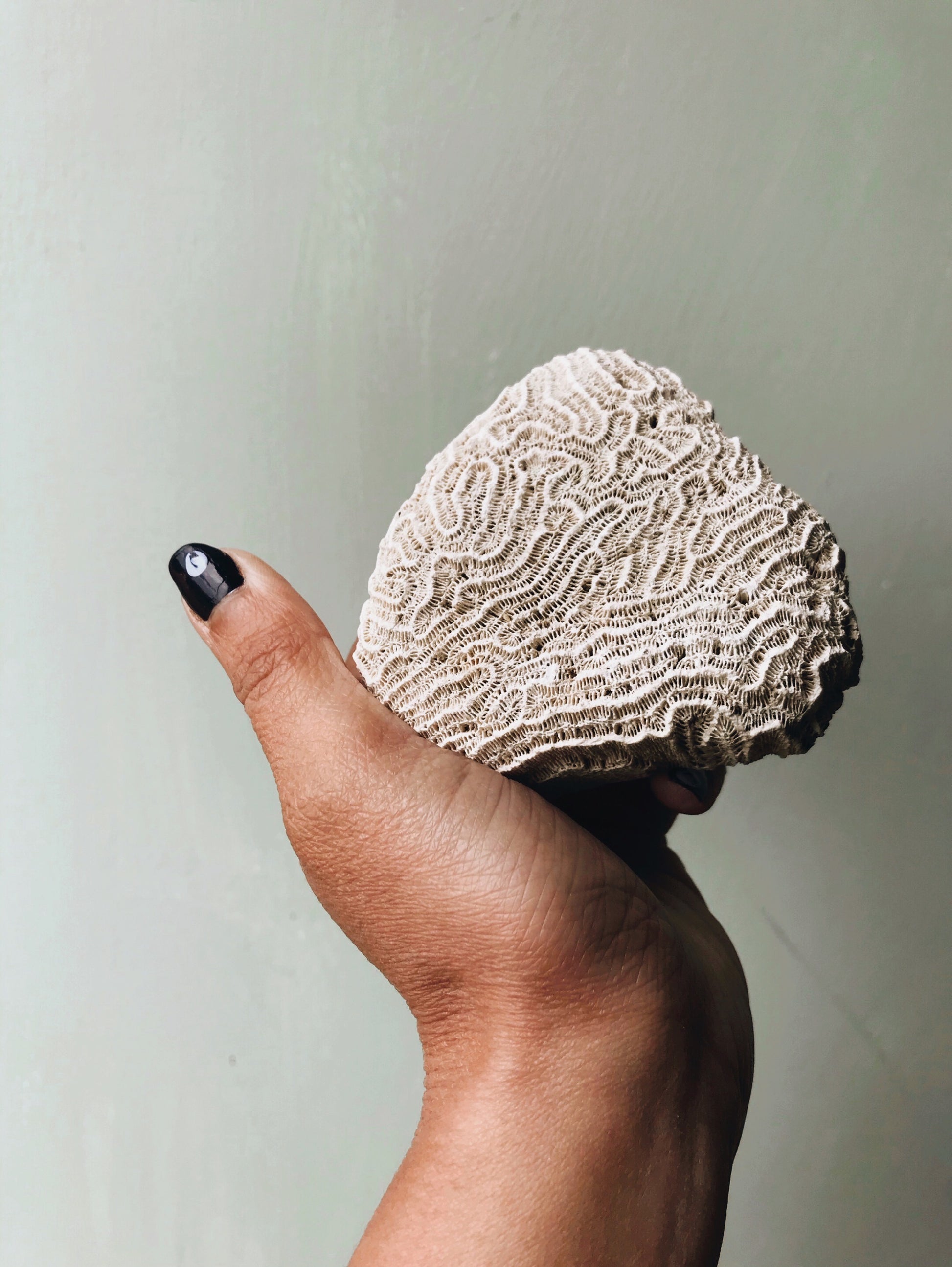Vintage Medium Brain Coral - Stone & Sage 