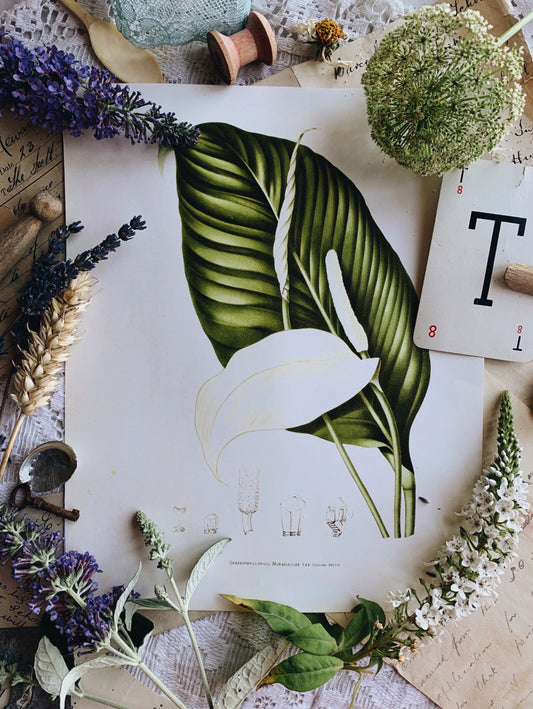 Vintage Style Botanic Print