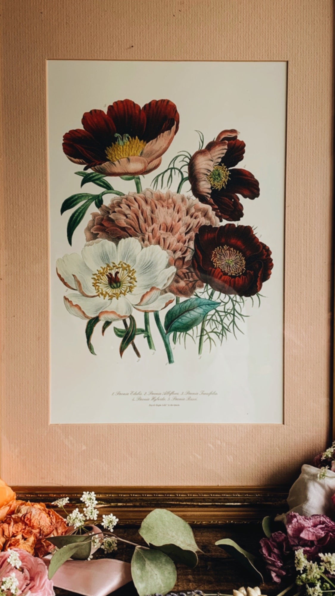 Framed Vintage Day and Haghe Lithograph Peonia (UK SHIPPING ONLY)