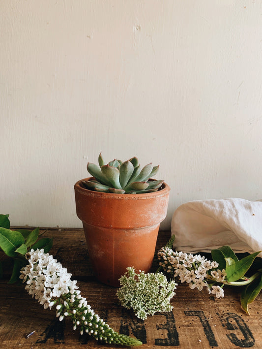 Vintage Terracotta Planter & Succulent