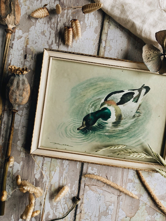 Vintage Duck Print Framed