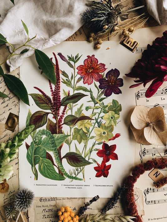 Vintage 1960’s Floral Bookplate ~ Amaranthus