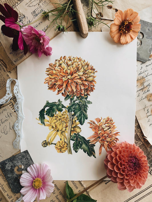 Vintage Dahlia Bookplate Illustration