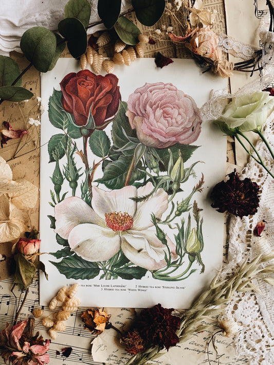 Vintage 1960’s Floral Bookplate ~ Tea Rose