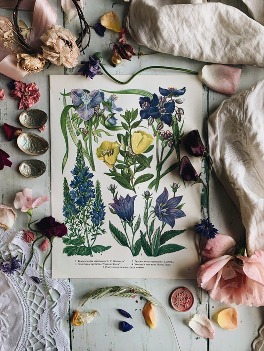 Vintage 1969’s Floral Bookplate ~ Royal Blue
